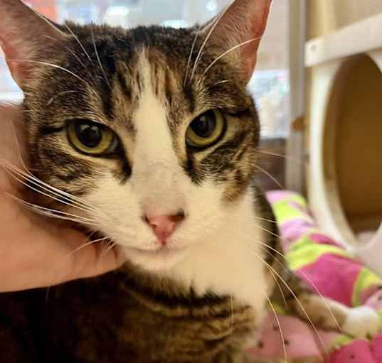 Photo of Luna