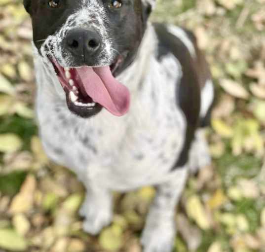 Photo of Oreo