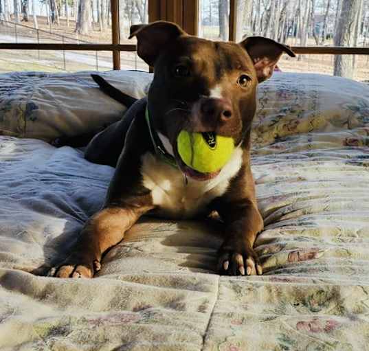 Photo of Ollie
