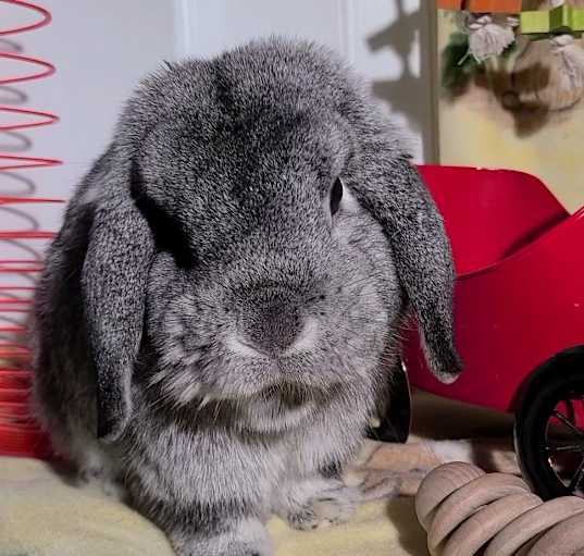 Photo of Bentley