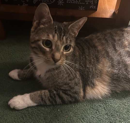 Photo of Daisy