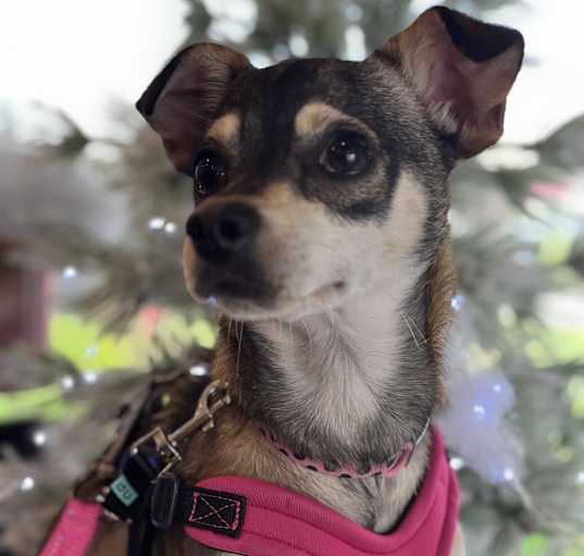 Photo of Dot