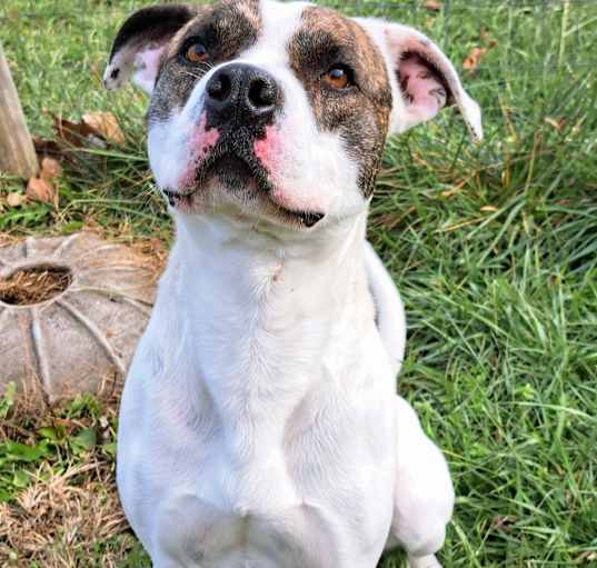 Photo of Prancer