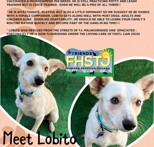 Photo of Lobito