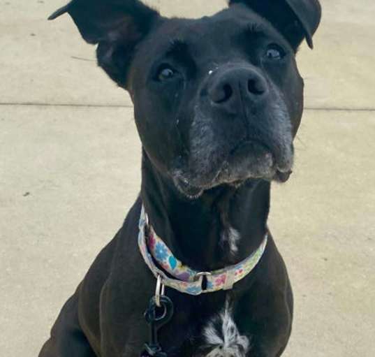 Photo of Tallulah