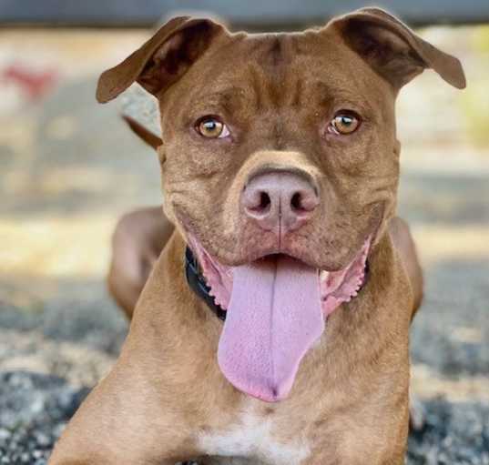 Photo of Boomer