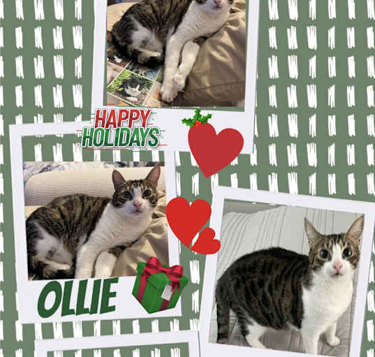 Photo of Ollie