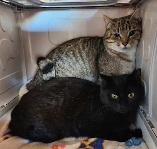 Photo of Cocoa and Rocky