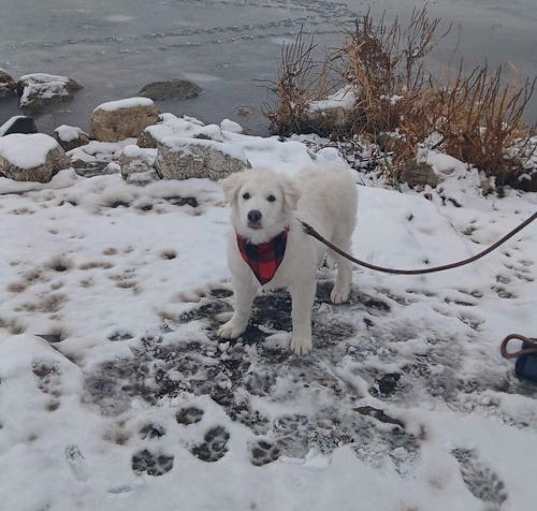 Photo of Yuki puppy