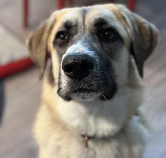 Photo of Zira