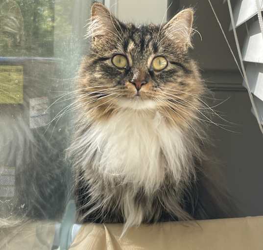 Photo of Bella