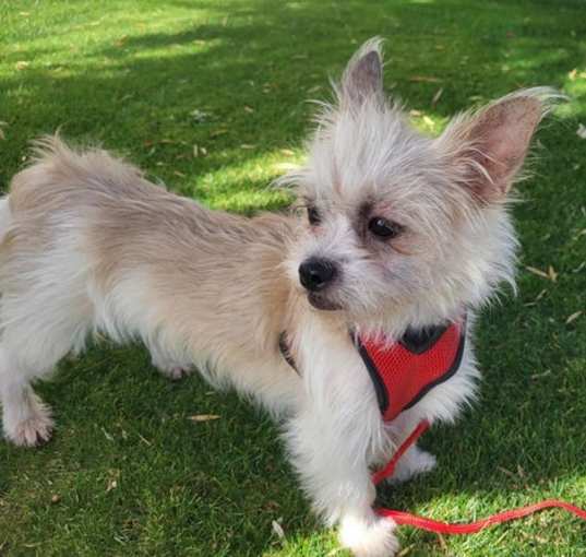 Photo of Yoda