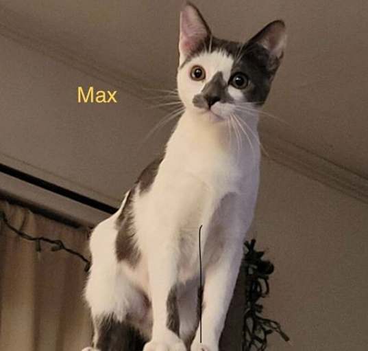 Photo of Max
