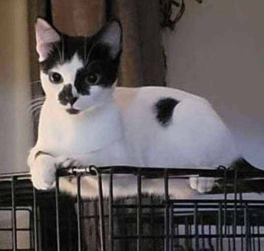 Photo of Stella