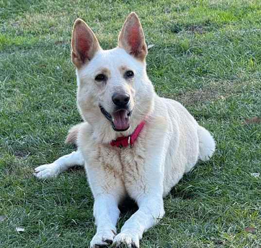 Photo of Whiskey