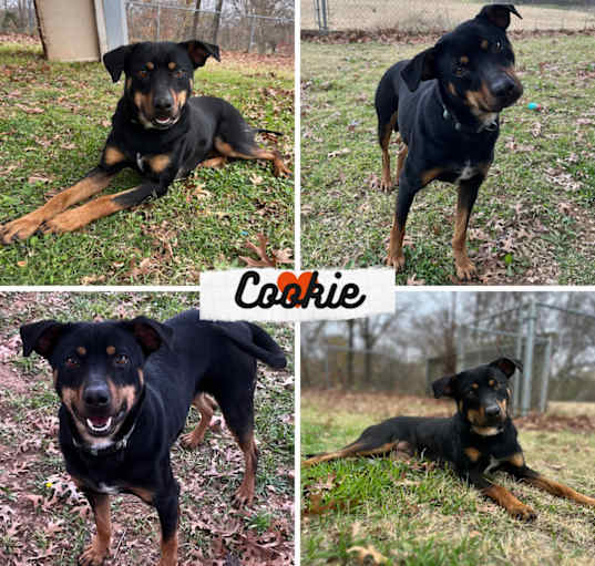 Photo of Cookie