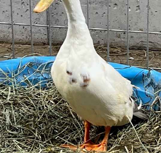 Photo of SVEN