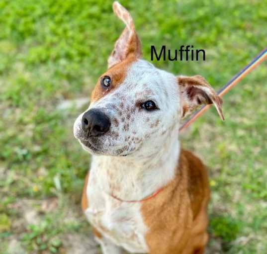 Photo of Muffin