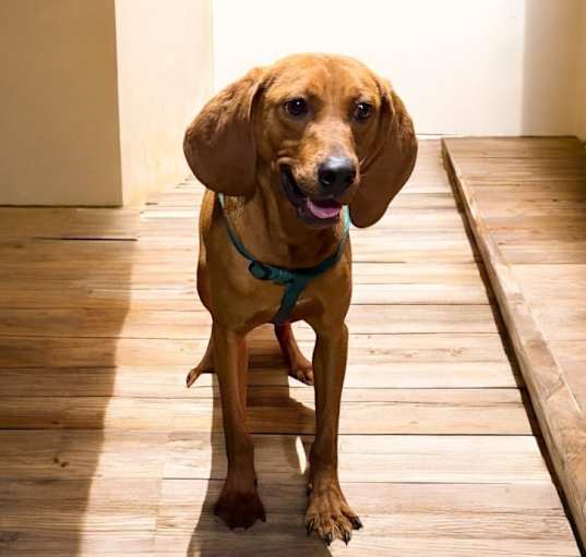 Photo of Copper