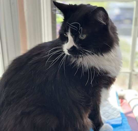 Photo of Dash