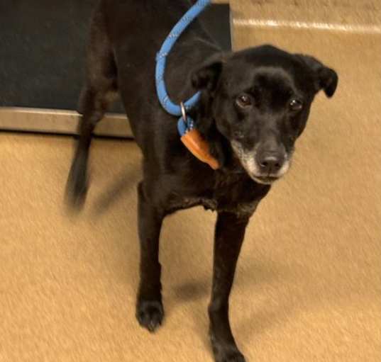 Photo of Sarah - IN FOSTER