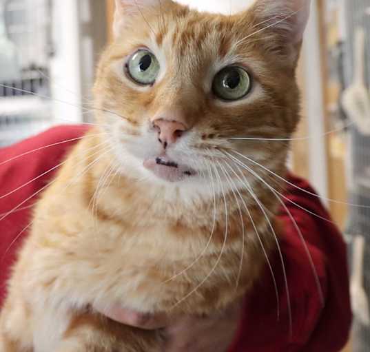Photo of Mr. Kitty