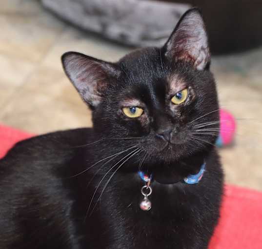 Photo of Take Meowt To The Ballgame