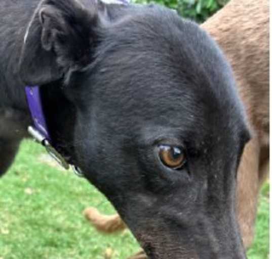 Photo of Buster