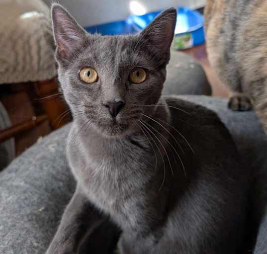 Photo of Dusty