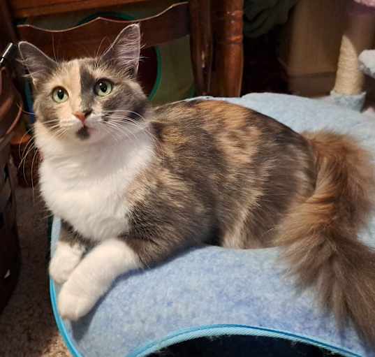 Photo of Shadow