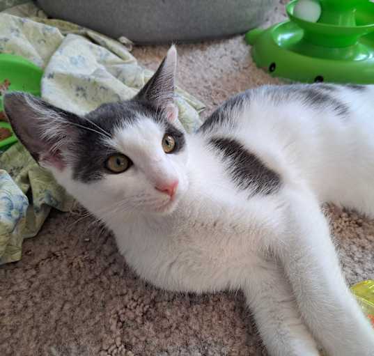Photo of Freddie