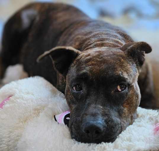 Photo of Ember