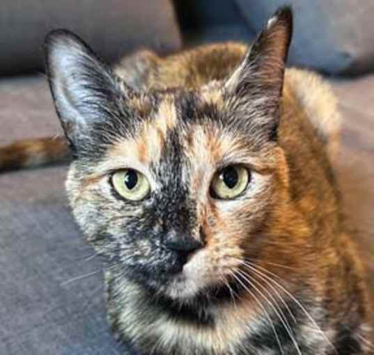 Photo of Lily