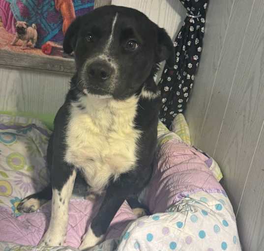 Photo of Bandit