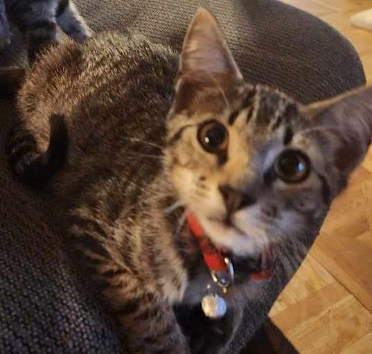 Photo of Grayson