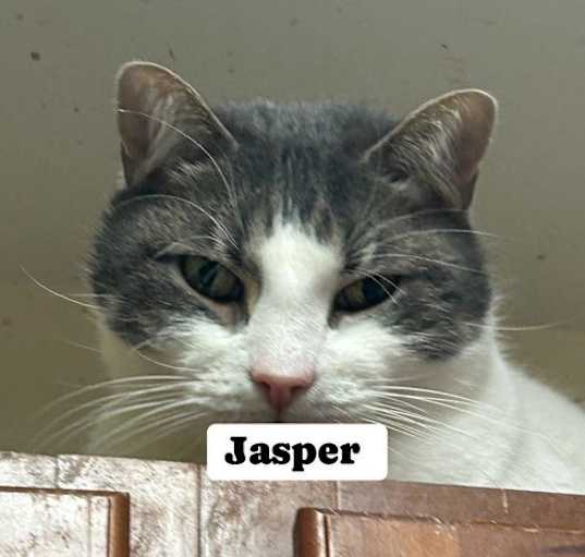 Photo of Jasper