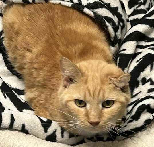 Photo of Ginger