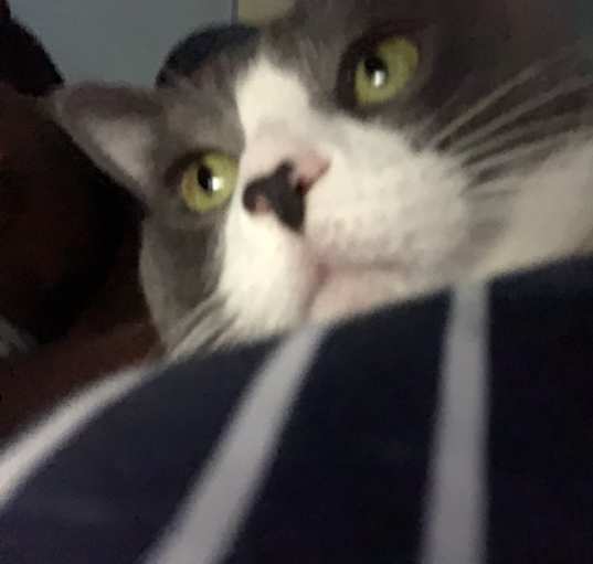 Photo of Sassy