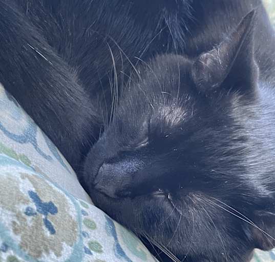 Photo of Onyx