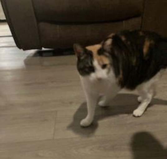Photo of zz 'Alanna' courtesy listing