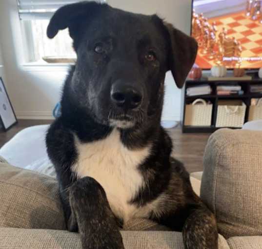 Photo of Bear