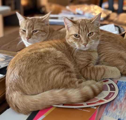 Photo of Ginger & Pumpkin