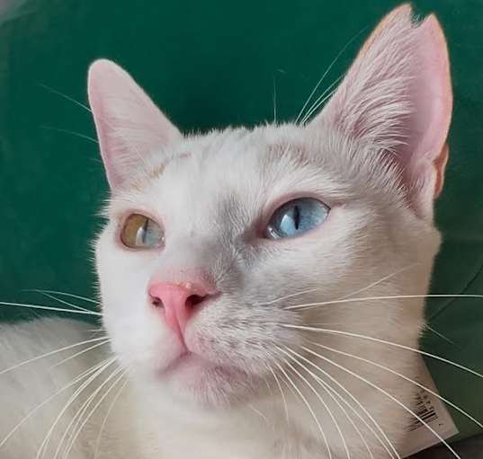 Photo of Apollo