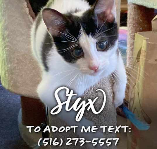 Photo of Styx
