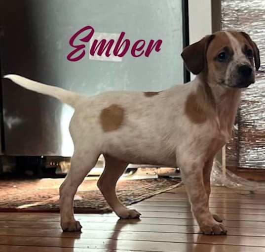 Photo of Ember