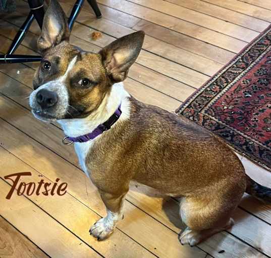 Photo of Tootsie