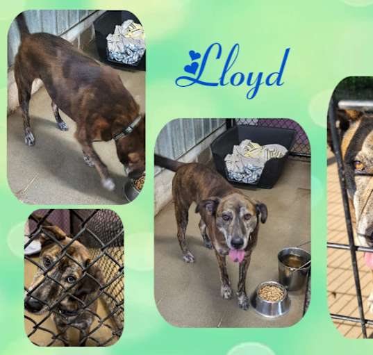 Photo of Lloyd