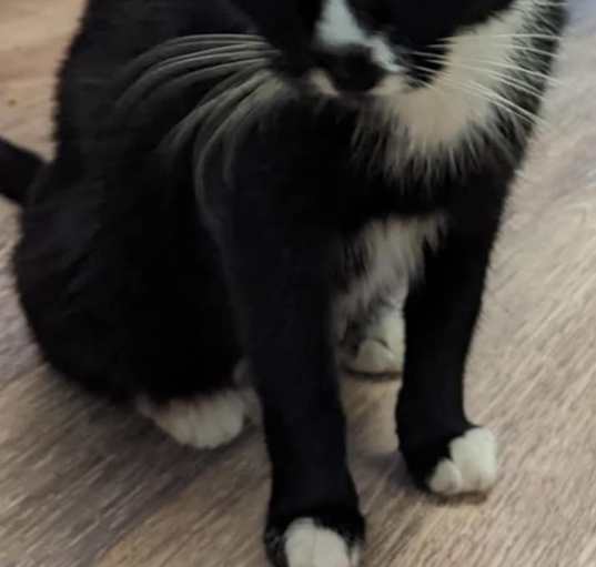 Photo of Domino