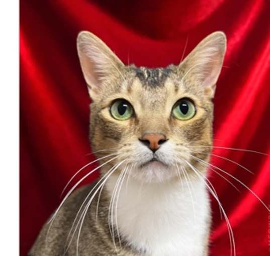 Photo of Mozzarella