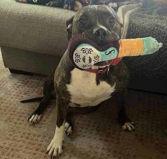 Photo of Rosie